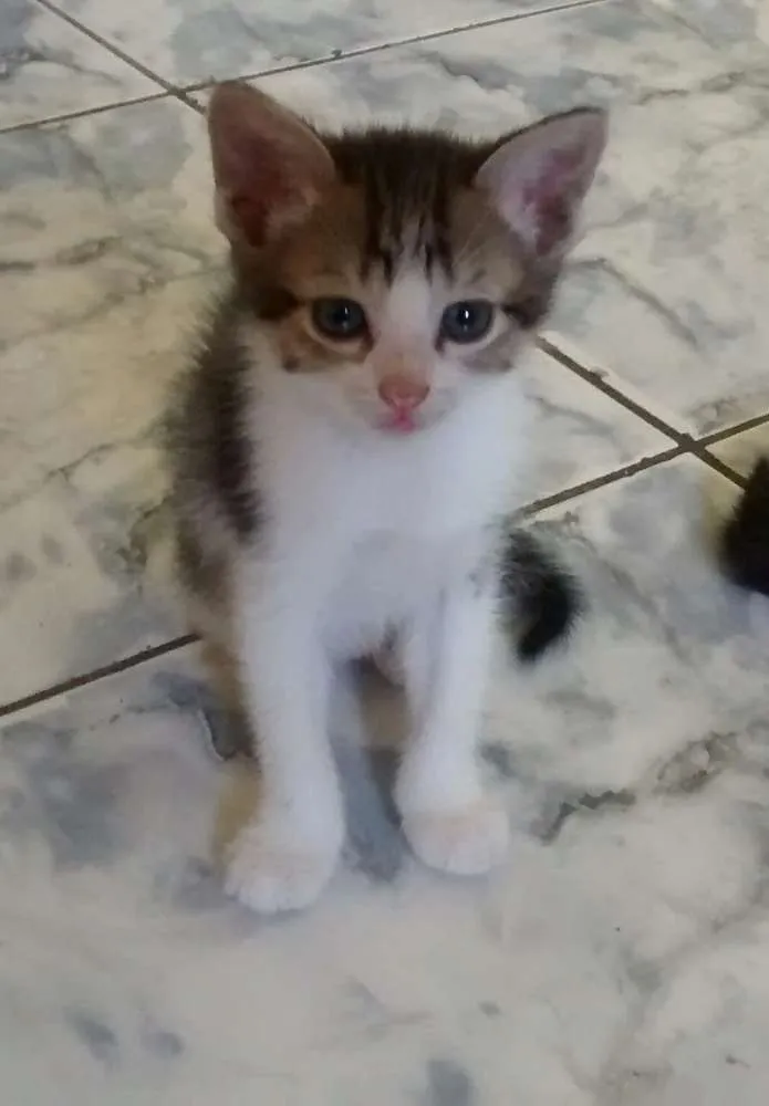 Gato ra a Viralata idade Abaixo de 2 meses nome Encantado