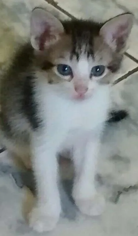 Gato ra a Viralata idade Abaixo de 2 meses nome Encantado