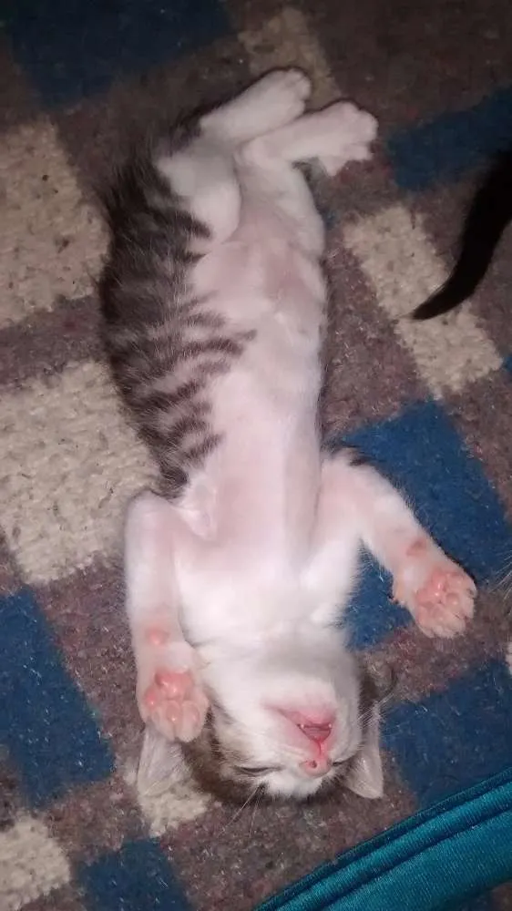 Gato ra a Viralata idade Abaixo de 2 meses nome Soneca