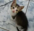 Soneca