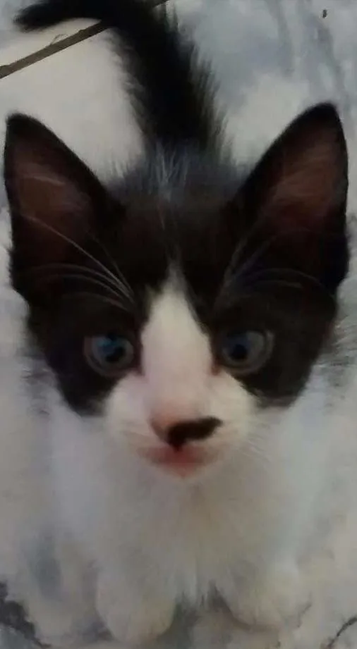 Gato ra a Viralata idade Abaixo de 2 meses nome Regina