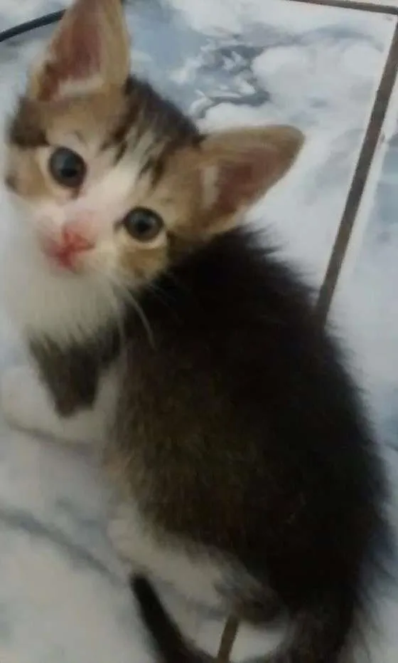 Gato ra a Viralata idade Abaixo de 2 meses nome Soneca