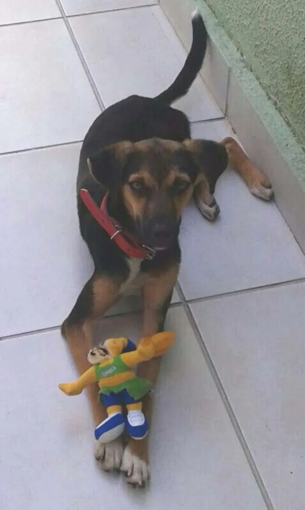 Cachorro ra a SRD idade 2 a 6 meses nome Olivia