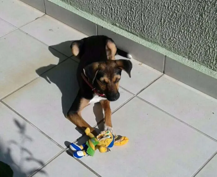Cachorro ra a SRD idade 2 a 6 meses nome Olivia