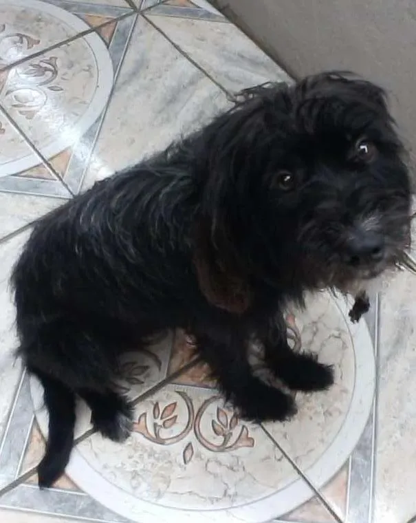 Cachorro raça Vira lata idade 2 anos nome Tobi