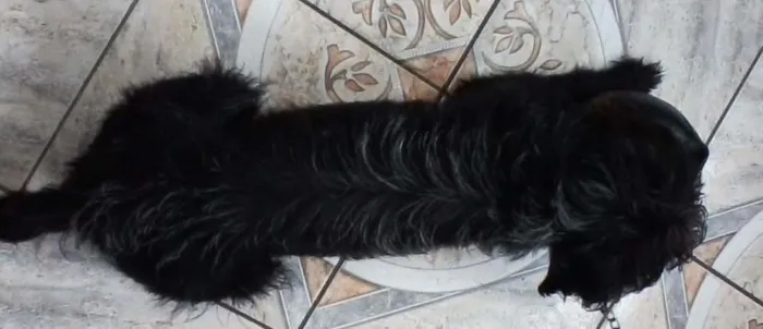 Cachorro raça Vira lata idade 2 anos nome Tobi