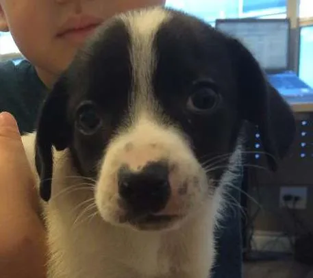 Cachorro ra a SRD idade Abaixo de 2 meses nome Emy