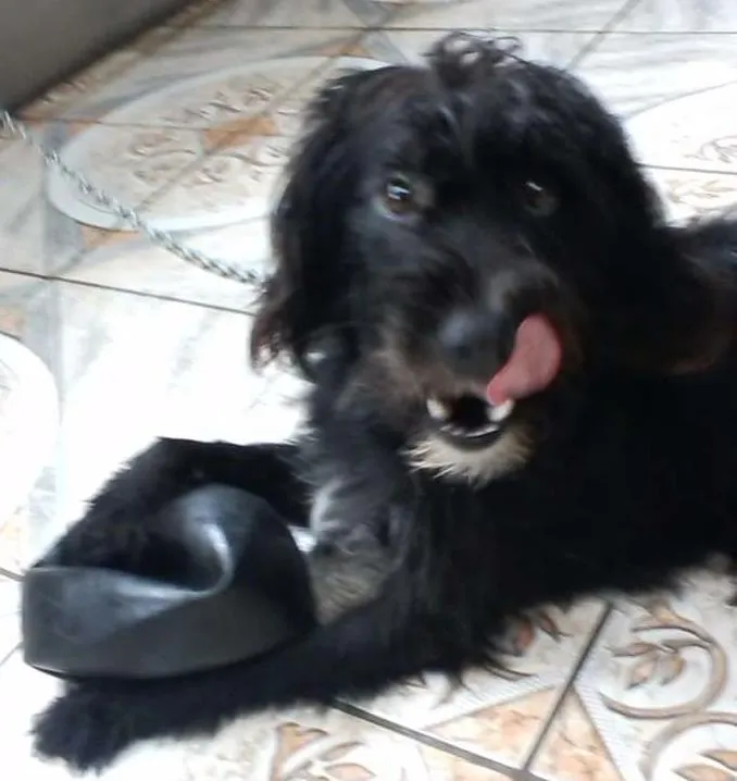 Cachorro raça Vira lata idade 2 anos nome Tobi