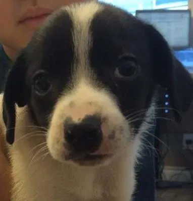 Cachorro ra a SRD idade Abaixo de 2 meses nome Emy