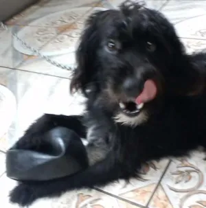 Cachorro raça Vira lata idade 2 anos nome Tobi