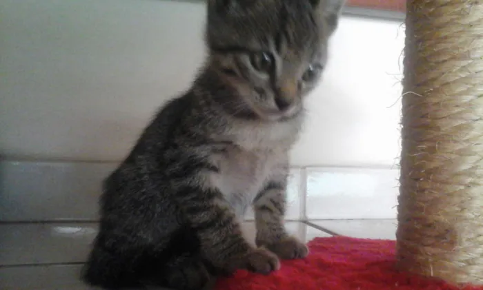 Gato ra a vira-lata idade 2 a 6 meses nome Luck