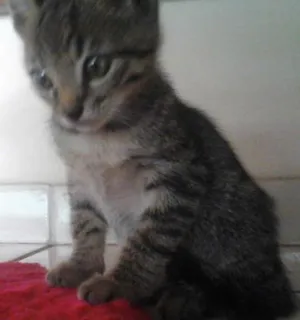 Gato raça vira-lata idade 2 a 6 meses nome Luck