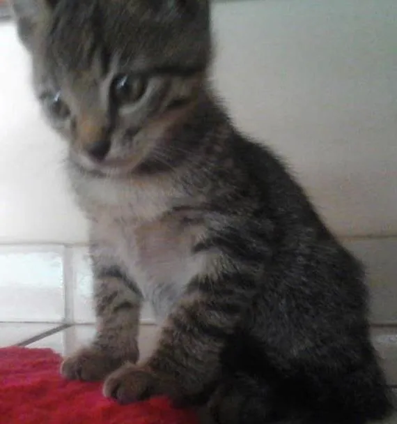 Gato ra a vira-lata idade 2 a 6 meses nome Luck