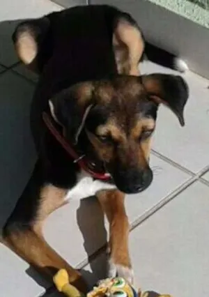 Cachorro raça SRD idade 2 a 6 meses nome Olivia