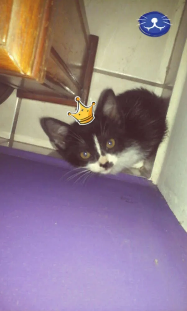 Gato ra a Vira-Lata idade 2 a 6 meses nome Vaquinha