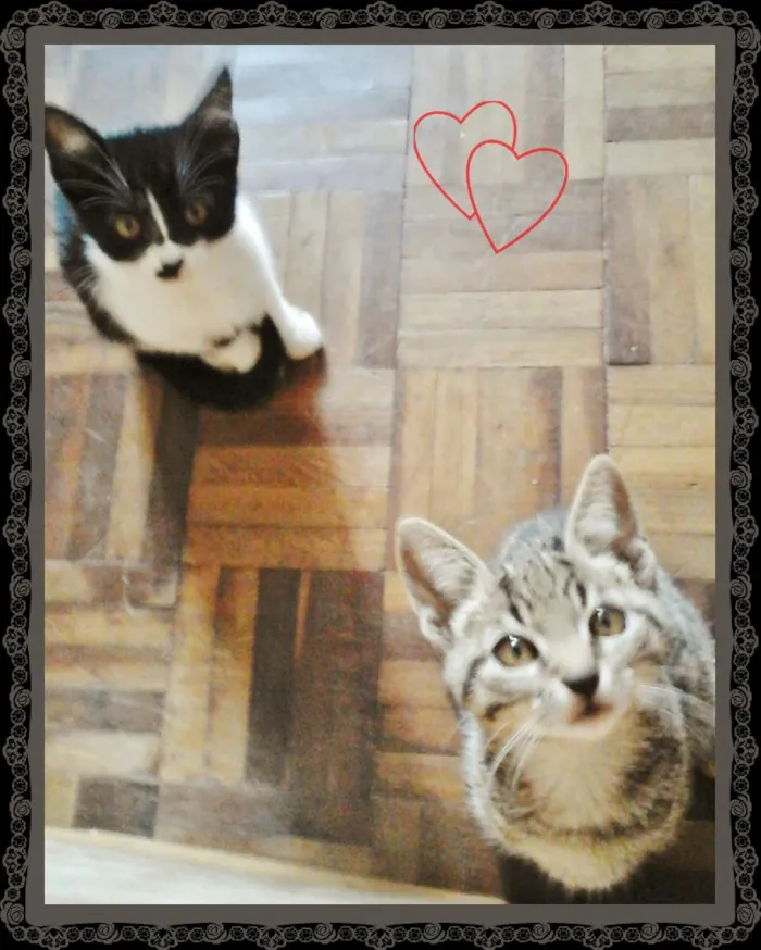Gato ra a Vira-Lata idade 2 a 6 meses nome Vaquinha