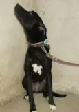 Cachorro raça Fila/Boxer idade 2 anos nome Fumaça