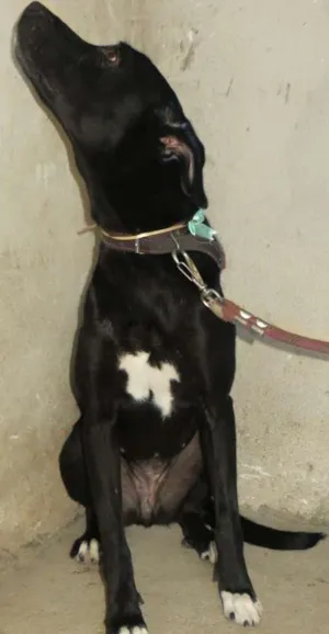 Cachorro raça Fila/Boxer idade 2 anos nome Fumaça