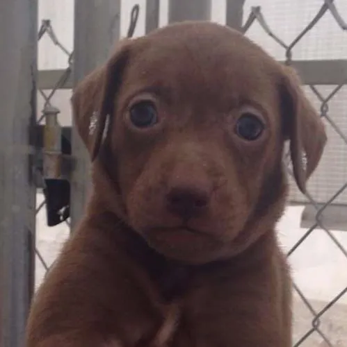 Cachorro ra a SRD idade Abaixo de 2 meses nome Megan