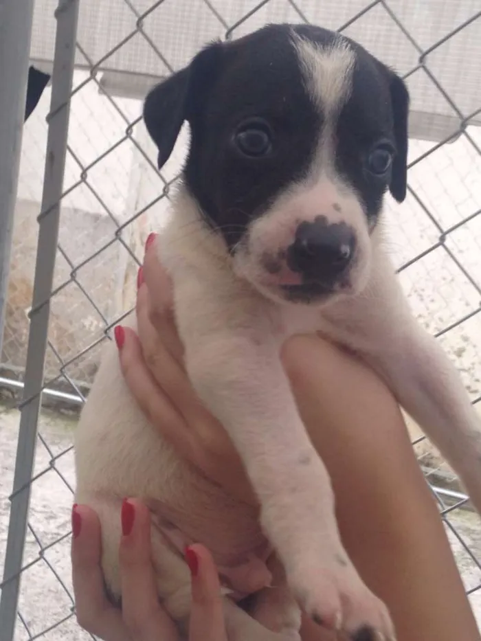 Cachorro ra a SRD idade Abaixo de 2 meses nome Romeu