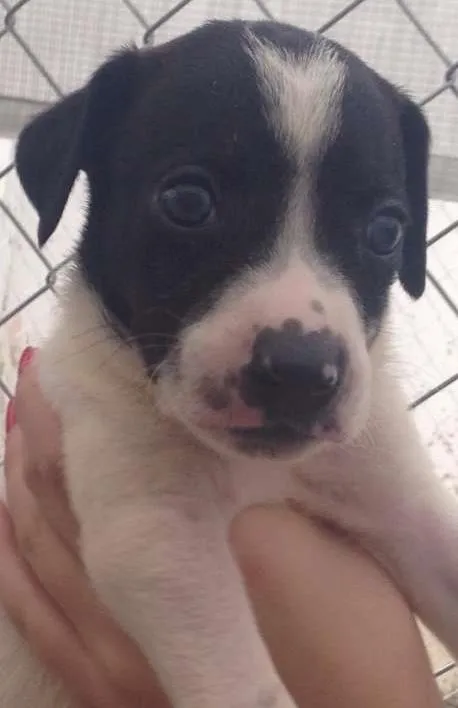 Cachorro ra a SRD idade Abaixo de 2 meses nome Romeu