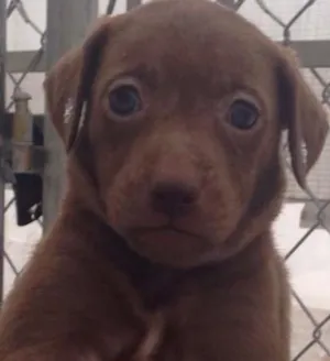 Cachorro raça SRD idade Abaixo de 2 meses nome Megan