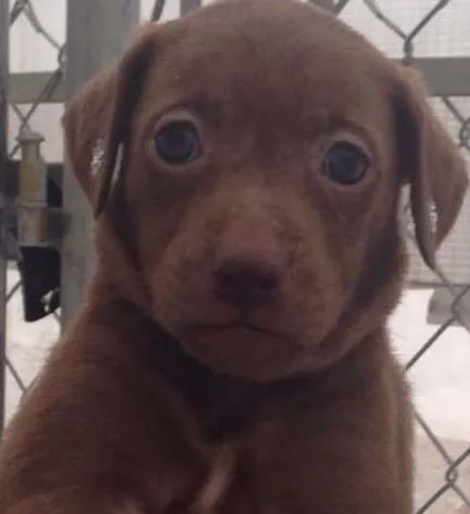 Cachorro ra a SRD idade Abaixo de 2 meses nome Megan