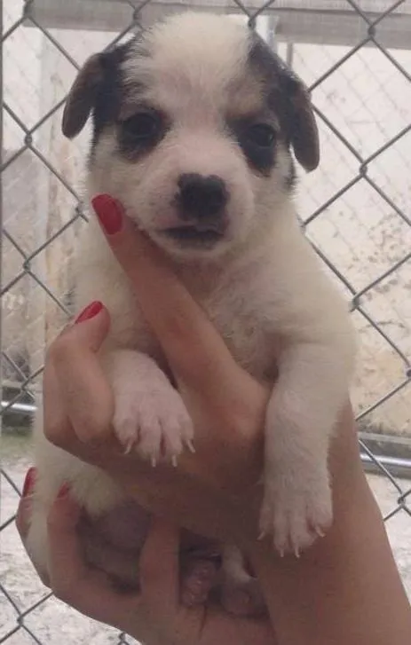 Cachorro ra a SRD idade Abaixo de 2 meses nome Mini