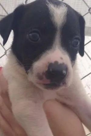 Cachorro raça SRD idade Abaixo de 2 meses nome Romeu