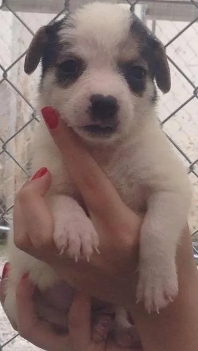 Cachorro ra a SRD idade Abaixo de 2 meses nome Mini