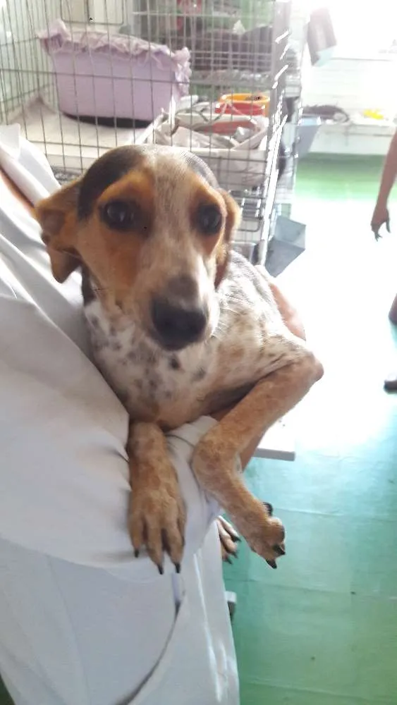Cachorro ra a SRD idade 7 a 11 meses nome Pintadinho
