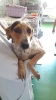 Pintadinho