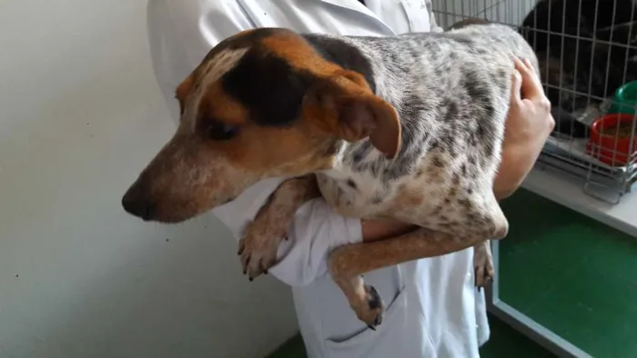 Cachorro ra a SRD idade 7 a 11 meses nome Pintadinho