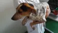 Pintadinho