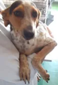 Pintadinho