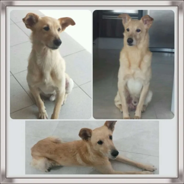 Cachorro ra a SRD idade 4 anos nome Nick