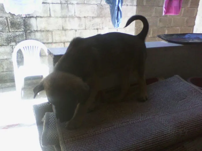 Cachorro ra a vira lata idade Abaixo de 2 meses nome sem nome