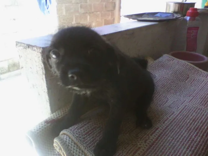 Cachorro ra a vira lata idade Abaixo de 2 meses nome sem nome