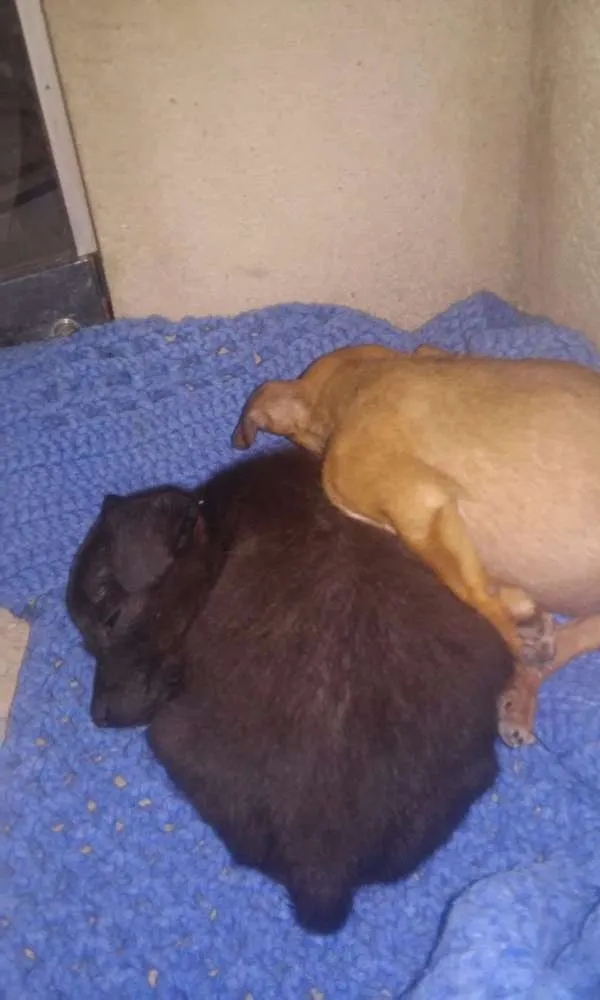 Cachorro ra a  idade Abaixo de 2 meses nome sem nome