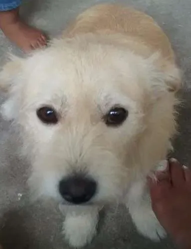 Cachorro ra a  idade 3 anos nome Dodi