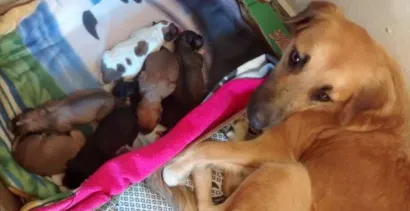 Cachorro raça Vira-lata  idade Abaixo de 2 meses nome Filhotes - 11 