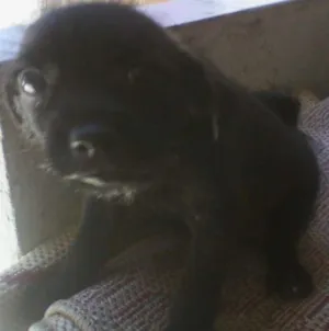 Cachorro raça vira lata idade Abaixo de 2 meses nome sem nome