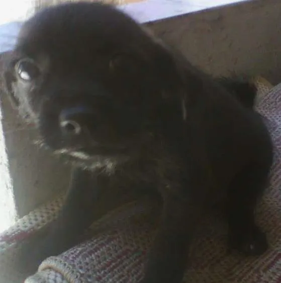 Cachorro ra a vira lata idade Abaixo de 2 meses nome sem nome