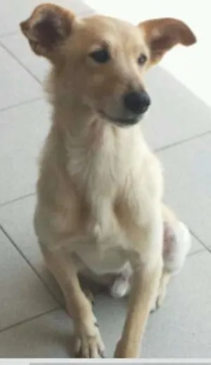 Cachorro raça SRD idade 4 anos nome Nick
