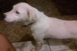 Cachorro raça  idade 2 anos nome NÃO SEI