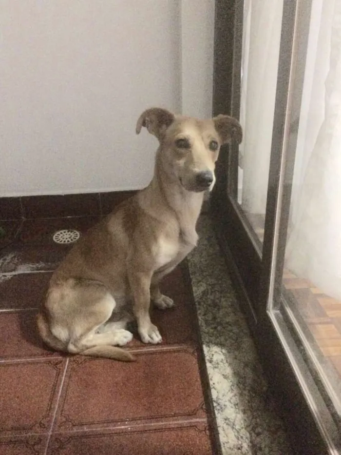 Cachorro ra a vira-lata idade 2 anos nome sem nome