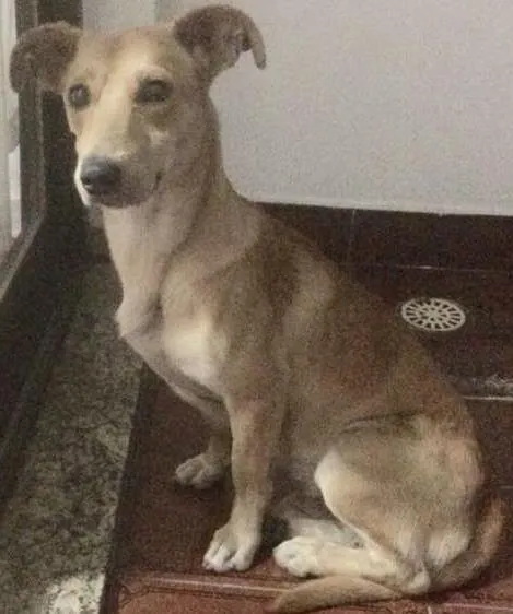 Cachorro ra a vira-lata idade 2 anos nome sem nome