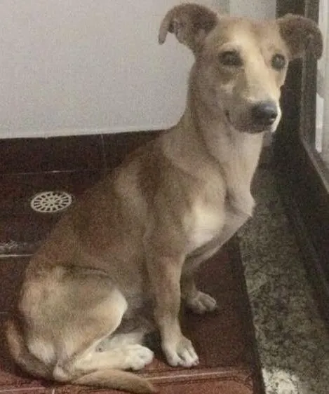 Cachorro ra a vira-lata idade 2 anos nome sem nome