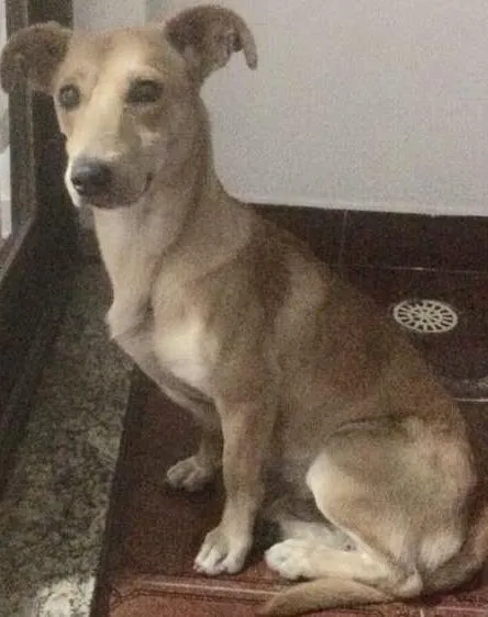 Cachorro ra a vira-lata idade 2 anos nome sem nome