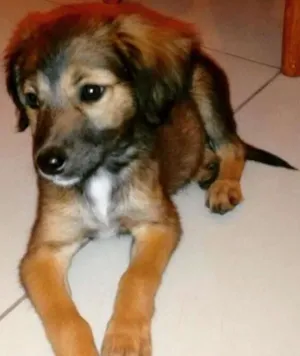 Cachorro raça desconheço idade Abaixo de 2 meses nome Layla